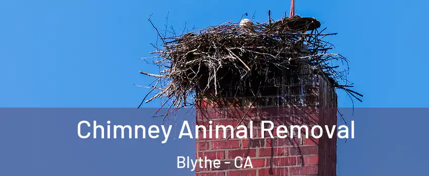  Chimney Animal Removal Blythe - CA