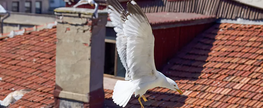 Residential Chimney Animal Removal Solution in Blythe, CA